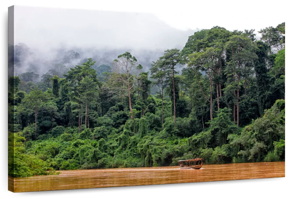 Dense Taman Negara Forest