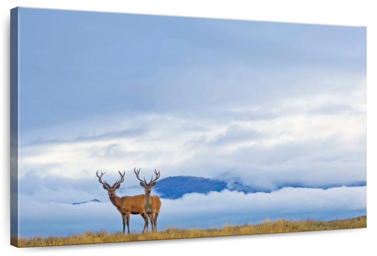 Stag Duo